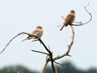 Lanius collurio 52, juvenile, Grauwe klauwier, Saxifraga-Hans Dekker