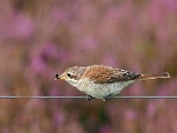 Lanius collurio 53, juvenile, Grauwe klauwier, Saxifraga-Hans Dekker