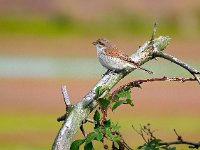 Lanius collurio 57, juvenile, Grauwe klauwier, Saxifraga-Hans Dekker