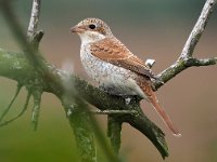 Lanius collurio 61, juvenile, Grauwe klauwier, Saxifraga-Hans Dekker