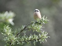 Lanius collurio 71, Grauwe klauwier, Saxifraga-Tom Heijnen