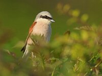 Lanius collurio 80, Grauwe klauwier, Saxifraga-Mark Zekhuis