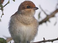 Lanius collurio 92, Grauwe klauwier, Saxifraga-Tom Heijnen