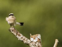 Lanius collurio 99, Grauwe klauwier, adult, male, Saxifraga-Theo Verstrael