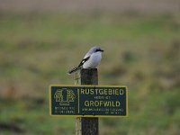 Lanius excubitor 30, Klapeketser, Saxifraga-Luuk Vermeer