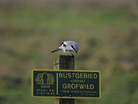 Lanius excubitor 32, Klapeketser, Saxifraga-Luuk Vermeer