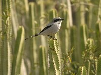Lanius meridionalis