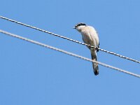 Lanius meridionalis 10, Iberische klapekster, adult, Saxifraga-Theo Verstrael