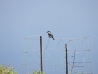 Lanius meridionalis 2, Iberische klapekster, Saxifraga-Rutger Barendse