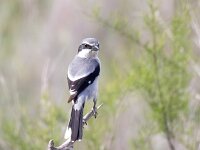 Lanius meridionalis 5, Iberische klapekster, Saxifraga-Bart Vastenhouw