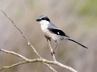 Lanius meridionalis 6, Iberische klapekster, Saxifraga-Bart Vastenhouw
