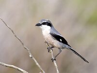 Lanius meridionalis 8, Iberische klapekster, Saxifraga-Bart Vastenhouw