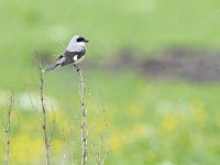 Lanius minor 6, Kleine klapekster, Saxifraga-Tom Heijnen