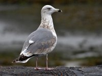 Larus argentatus 149, Zilvermeeuw, Saxifraga-Tom Heijnen