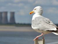 Larus argentatus 150, Zilvermeeuw, Saxifraga-Tom Heijnen