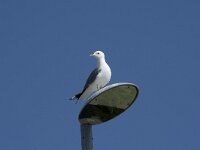 Larus canus 62, Stormmeeuw, Saxifraga-Willem van Kruijsbergen