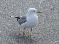Larus canus 65, Stormmeeuw, Saxifraga-Willem van Kruijsbergen