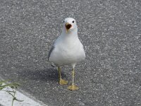Larus canus 69, Stormmeeuw, Saxifraga-Willem van Kruijsbergen