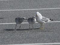 Larus canus 83, Stormmeeuw, Saxifraga-Willem van Kruijsbergen