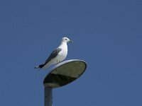 Larus canus 87, Stormmeeuw, Saxifraga-Willem van Kruijsbergen