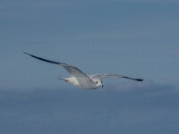 Larus canus 89, Stormmeeuw, 2e kj, Saxifraga-Theo Verstrael