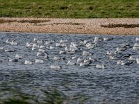 Larus canus 91, Stormmeeuw, 2e kj, adult, Saxifraga-Theo Verstrael