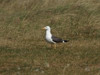 Larus fuscus 32, Kleine mantelmeeuw, Saxifraga-Dirk Hilbers