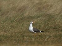 Larus fuscus 42, Kleine mantelmeeuw, Saxifraga-Dirk Hilbers