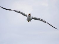 Larus fuscus 52, Kleine mantelmeeuw, Saxifraga-Tom Heijnen