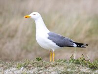 Larus fuscus 54, Kleine mantelmeeuw, Saxifraga-Bart Vastenhouw