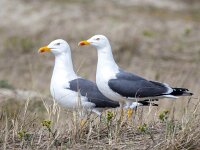 Larus fuscus 55, Kleine mantelmeeuw, Saxifraga-Bart Vastenhouw