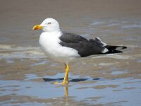 Larus fuscus 56, Kleine mantelmeeuw, Saxifraga-Bart Vastenhouw