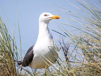 Larus fuscus 57, Kleine mantelmeeuw, Saxifraga-Bart Vastenhouw