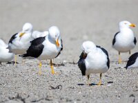 Larus fuscus 58, Kleine mantelmeeuw, Saxifraga-Bart Vastenhouw