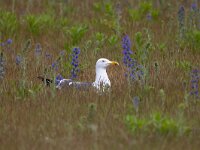 Larus fuscus 61, Kleine mantelmeeuw, Saxifraga-Luc Hoogenstein : Eneco