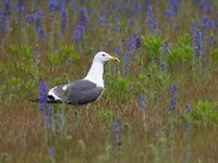 Larus fuscus 63, Kleine mantelmeeuw, Saxifraga-Luc Hoogenstein : Eneco