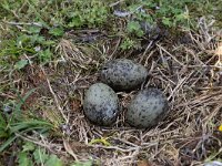 Larus fuscus 65, Kleine mantelmeeuw, Saxifraga-Luc Hoogenstein : Eneco