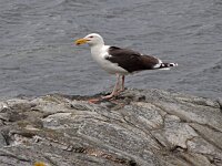 Larus marinus 53, Grote mantelmeeuw, Saxifraga-Hans Grotenhuis