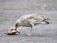 Larus marinus 55, Grote maletelmeeuw, 2e kj, Saxifraga-Theo Verstrael