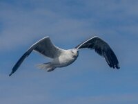 Larus marinus 57, Grote maletelmeeuw, adult, Saxifraga-Theo Verstrael