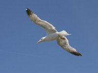 Larus michahellis 84, Geelpootmeeuw, Saxifraga-Willem van Kruijsbergen