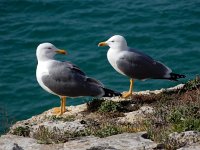 Larus michahellis 87, Geelpootmeeuw, Saxifraga-Ed Stikvoort