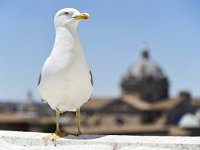 Larus michahellis 90, Geelpootmeeuw, Saxifraga-Tom Heijnen