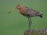 Limosa limosa 132, Grutto, Saxifraga-Luuk Vermeer