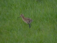 Limosa limosa 139, Grutto, Saxifraga-Luuk Vermeer