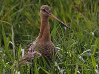 Limosa limosa 154, Grutto, Saxifraga-Luuk Vermeer