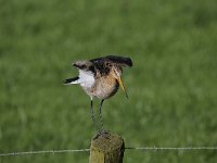 Limosa limosa 162, Grutto, Saxifraga-Luuk Vermeer