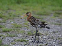 Limosa limosa 165, Grutto, Saxifraga-Luuk Vermeer