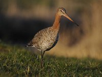 Limosa limosa 170, Grutto, Saxifraga-Luuk Vermeer