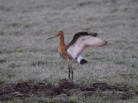 Limosa limosa 172, Grutto, Saxifraga-Luuk Vermeer